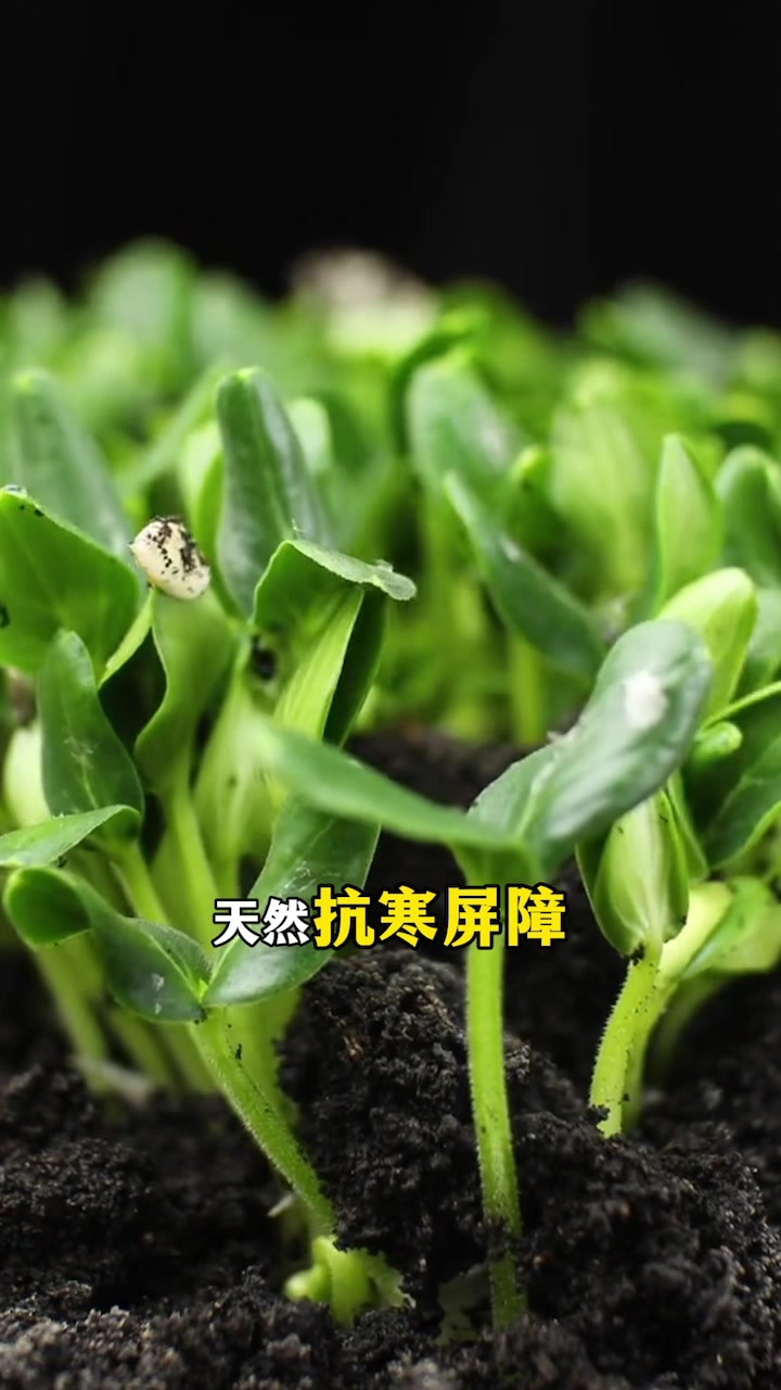 鱼肽蛋白特肥的秘密