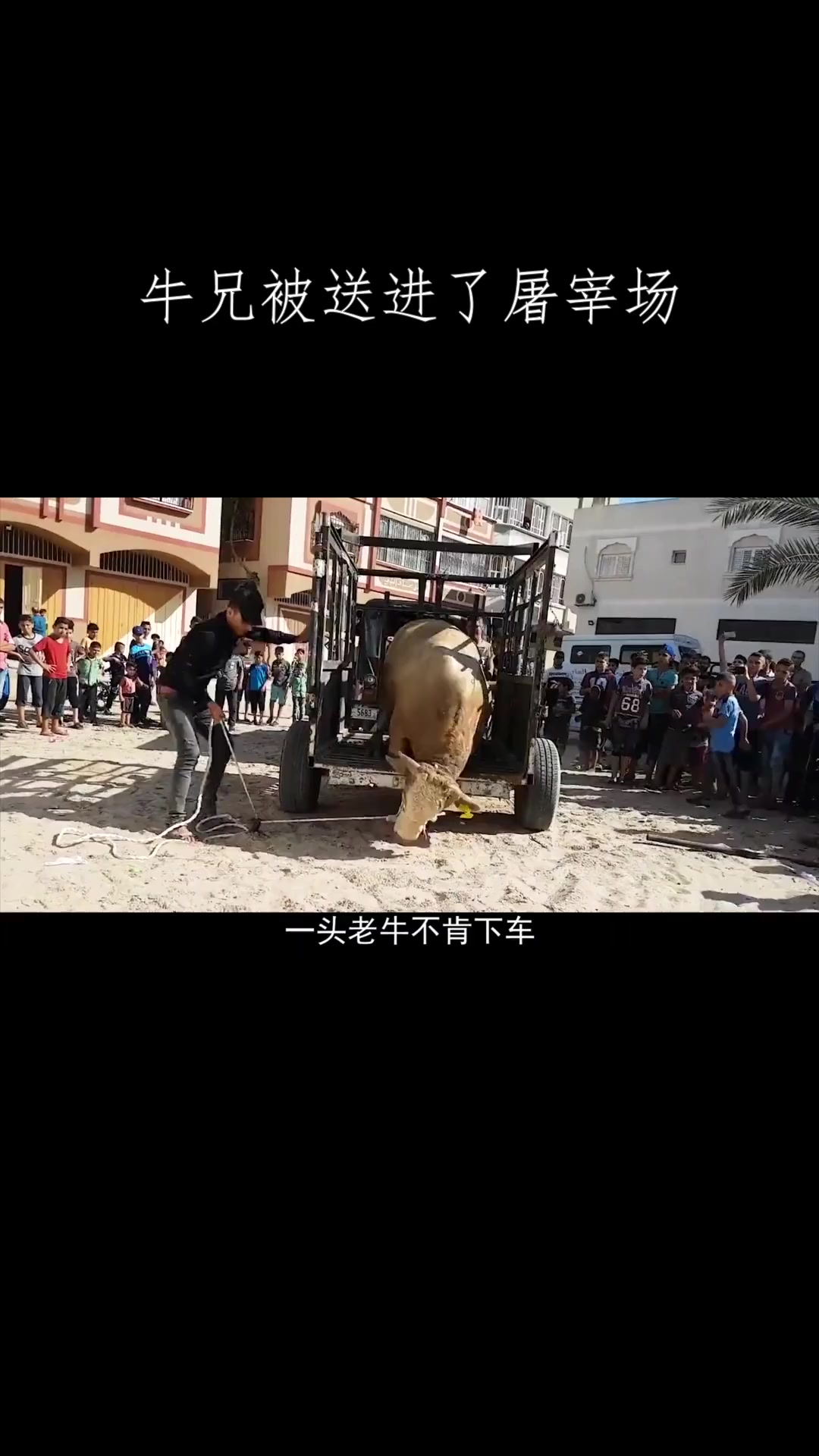 牛兄被送进了屠宰场