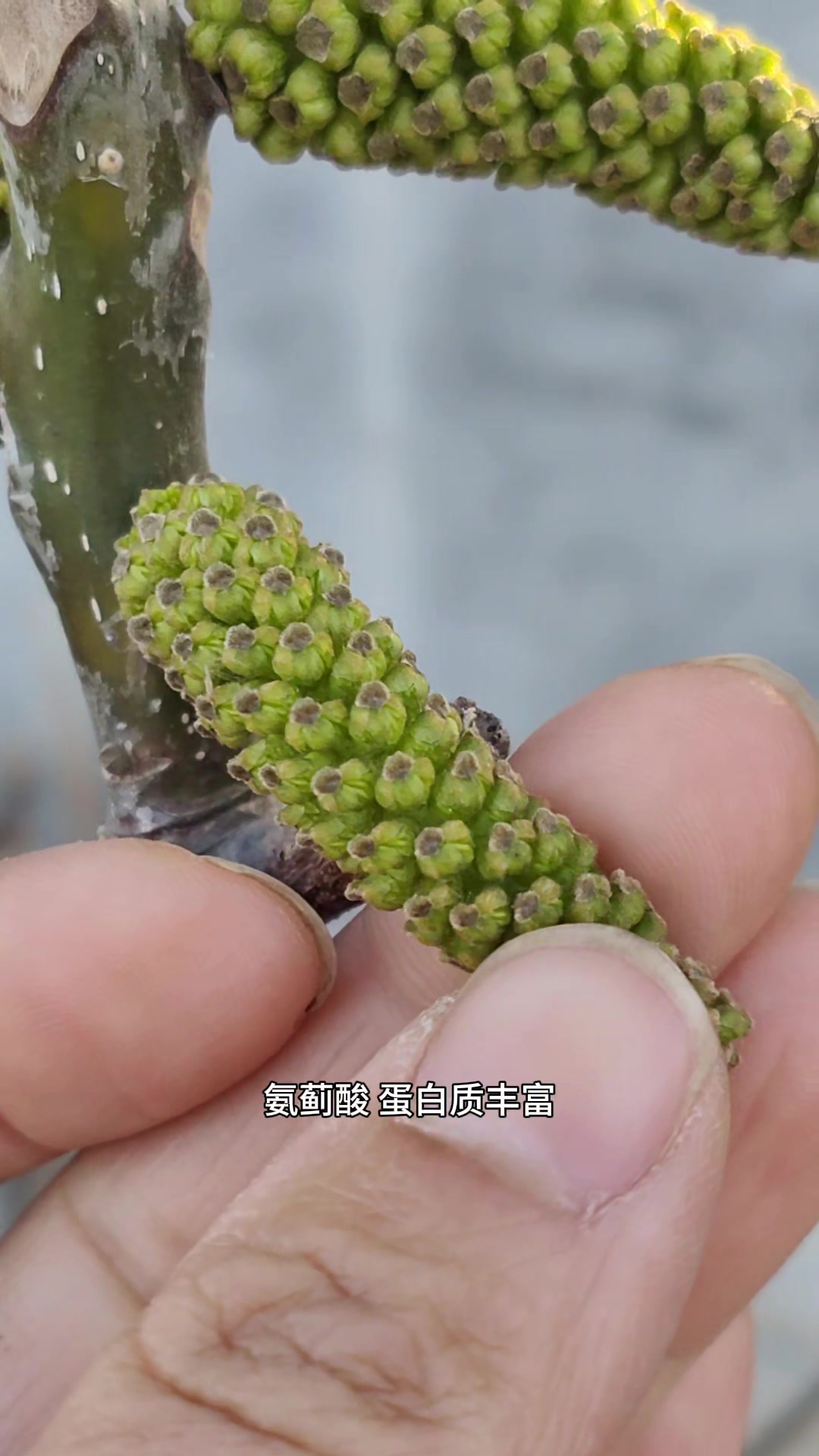 农村常见的核桃花俗称长寿菜,焯水凉拌,鲜香可口,价值大