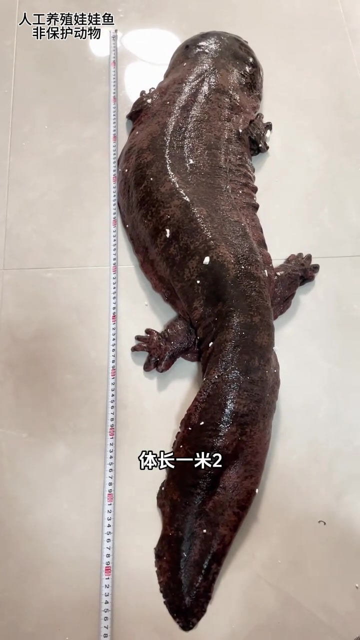 重达30斤以上的娃娃鱼,能不能养的活,很有挑战性
