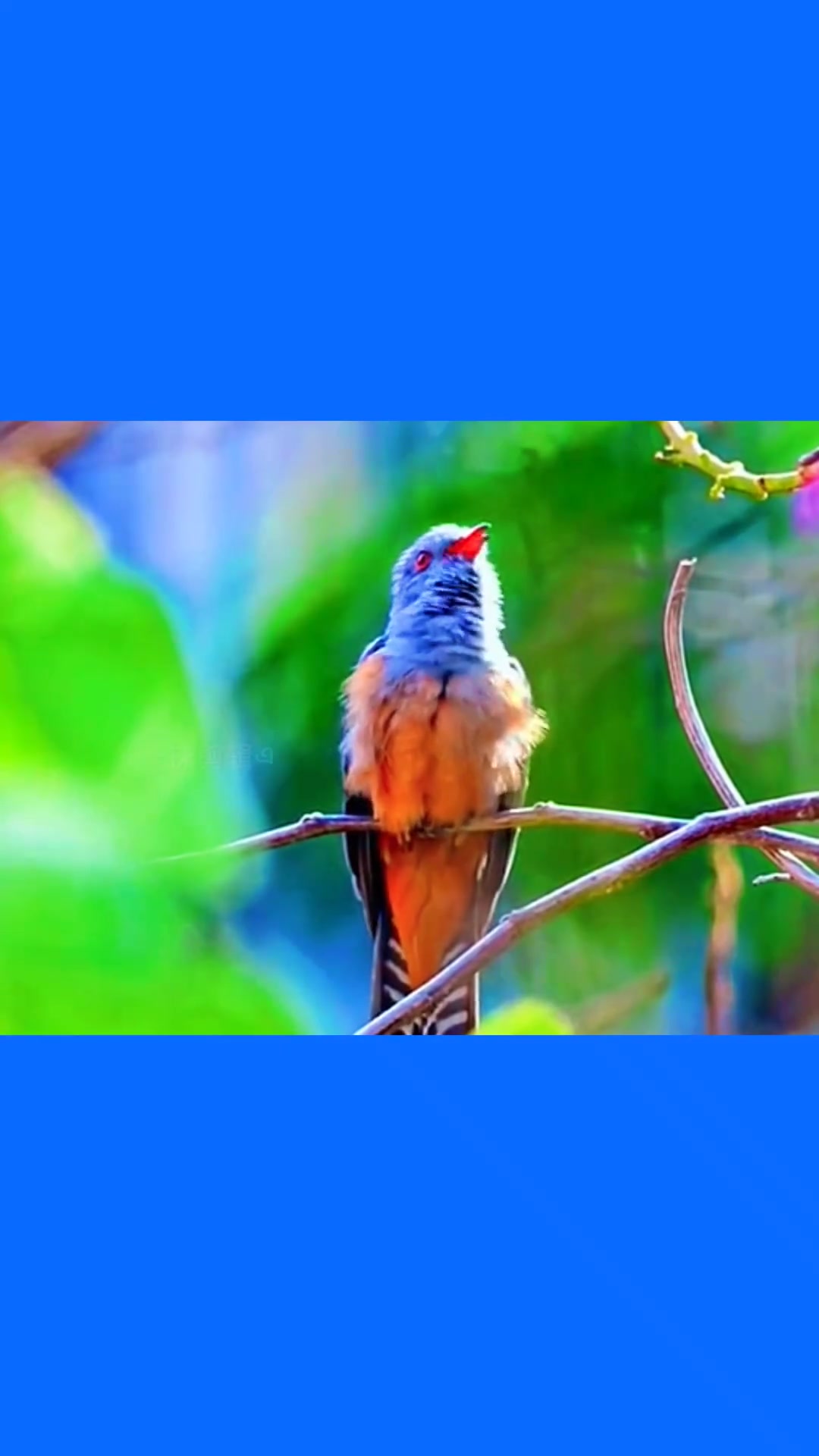 南方超好听的10种鸟叫声、画眉 2、珊瑚 3、乌鸫 4、布谷鸟 5、四声杜鹃 6、八声杜鹃