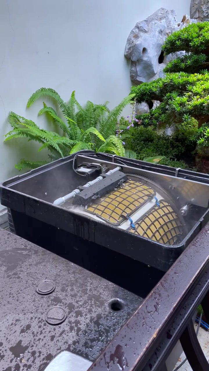 这是一个开发商建造的鱼池,没有底排,没有过滤池,后期经过升级改造,采用德国欧亚瑟转鼓过滤系