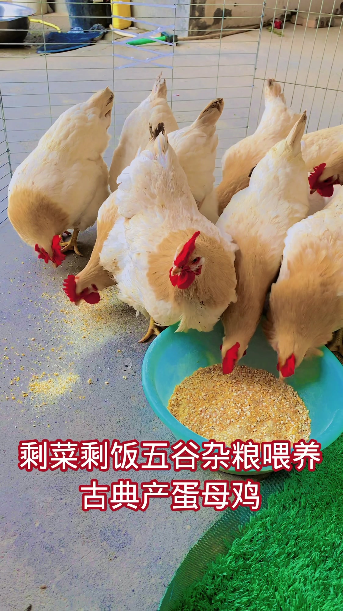 古典鸡产蛋多年产蛋300枚