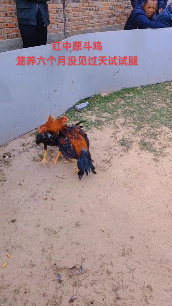 狂热的斗鸡爱好者!