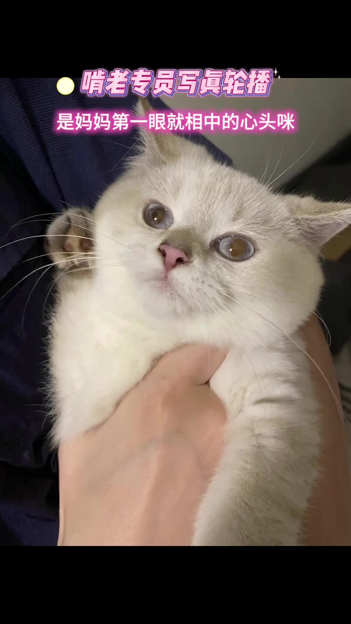 沪狗:阿姐!祝你早日脱单