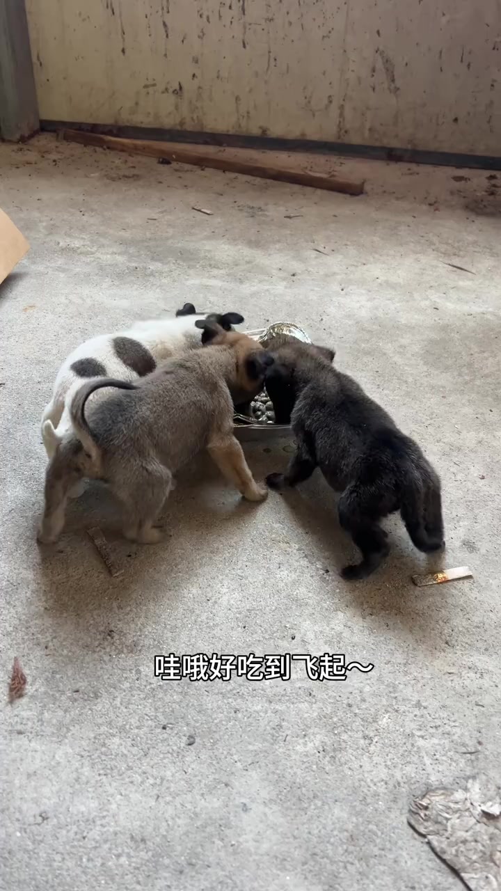 捡了三只丑不拉几的小奶狗,也是无痛当妈了