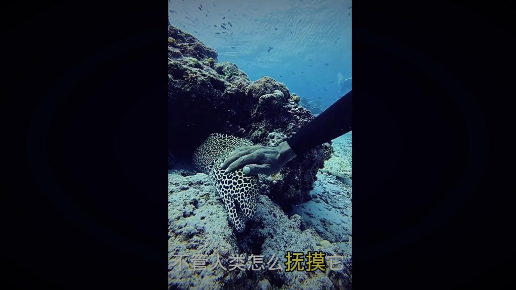 豹纹海鳗还是很温顺的,给它挠痒痒表现的非常配合!