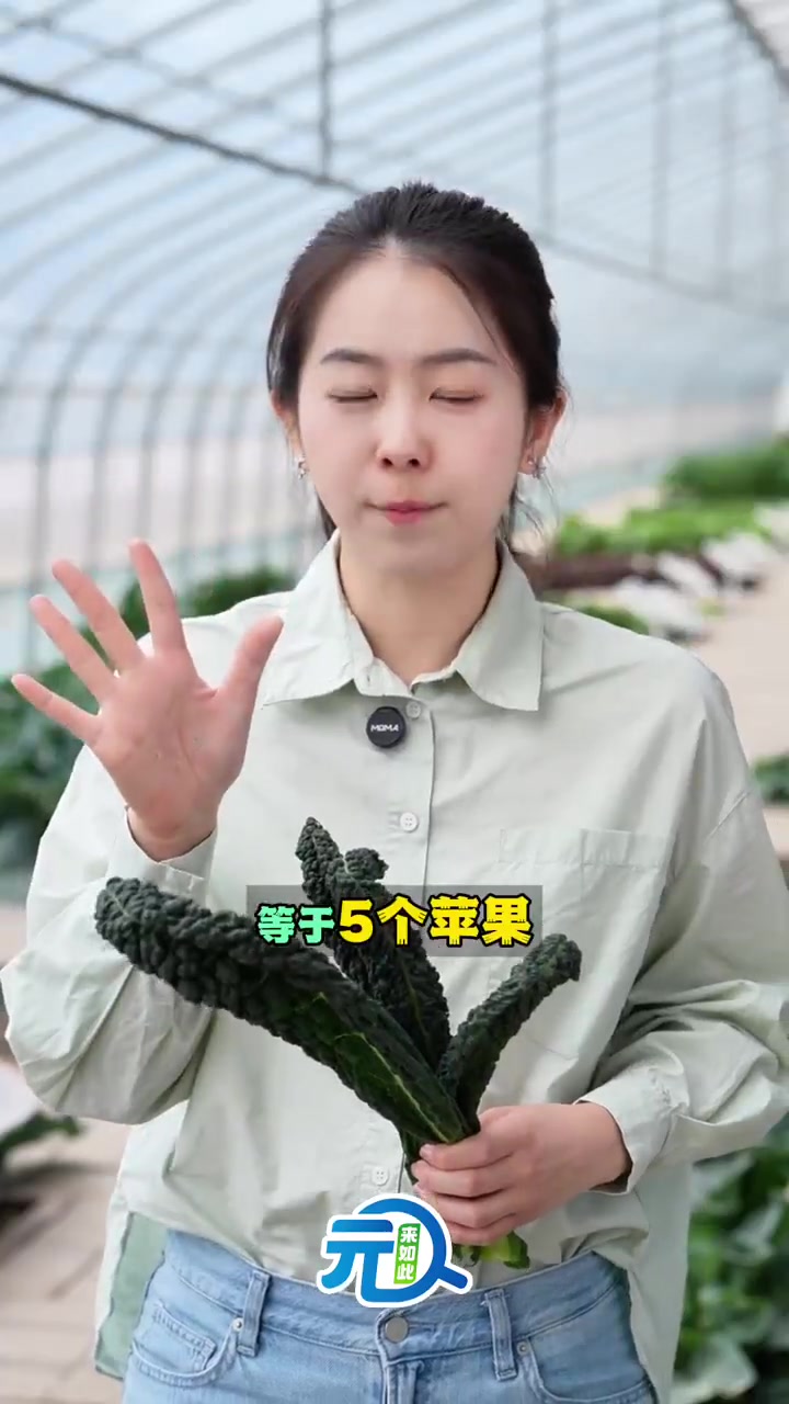 火锅新宠 皱叶菜,元来如此——探访农科院蔬菜花卉研究所