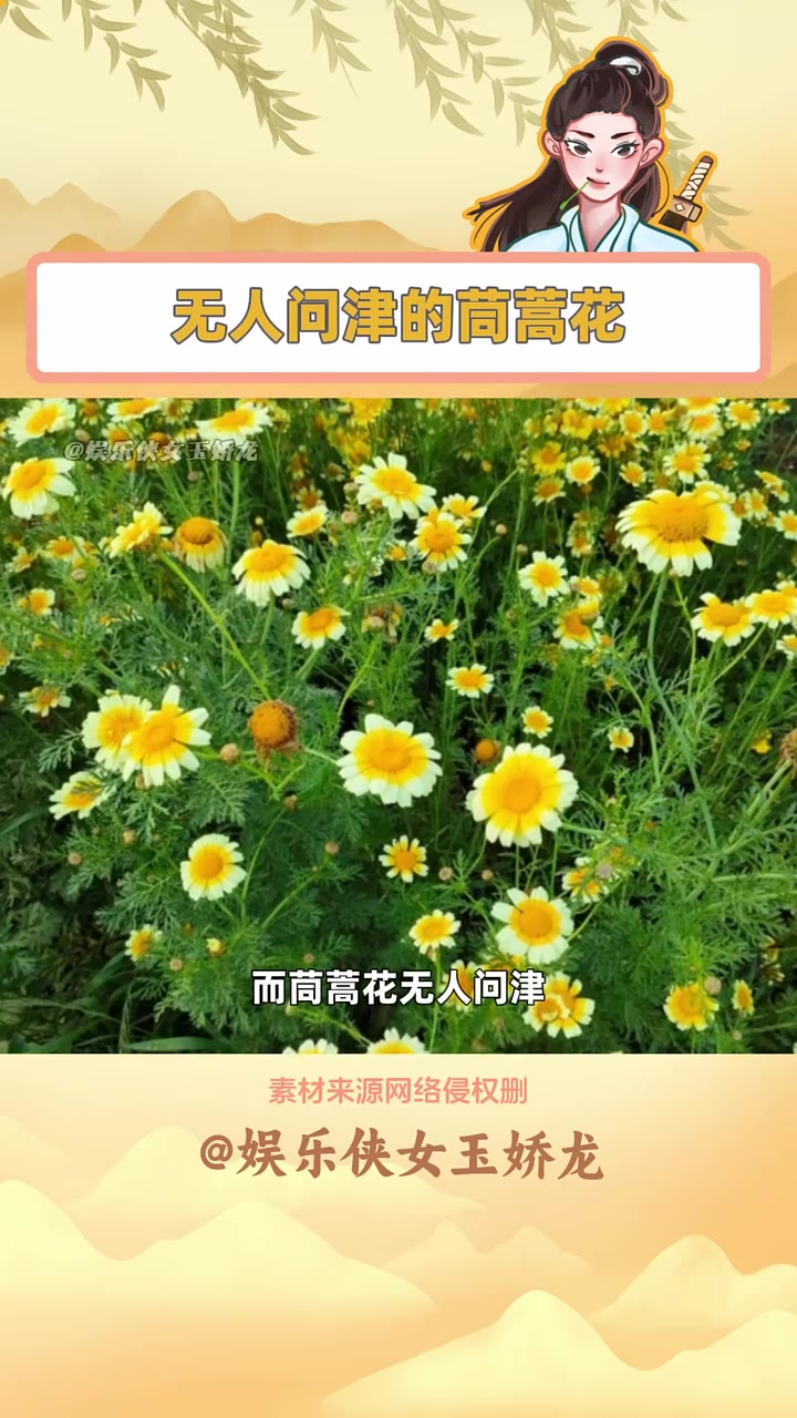 原来茼蒿还会开花~ 请你欣赏花的海洋 盛开的鲜花