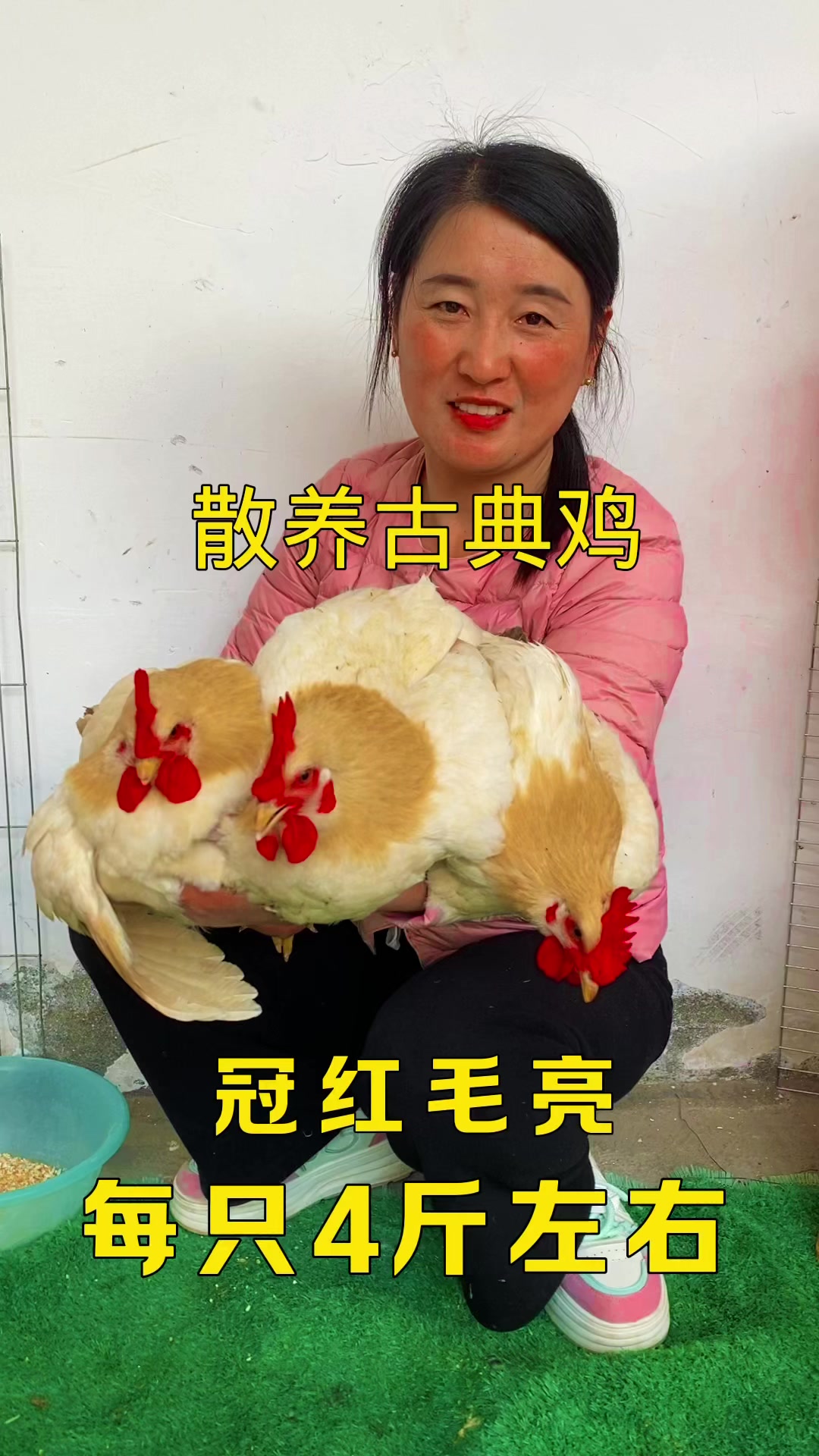古典鸡冠红毛亮产蛋多
