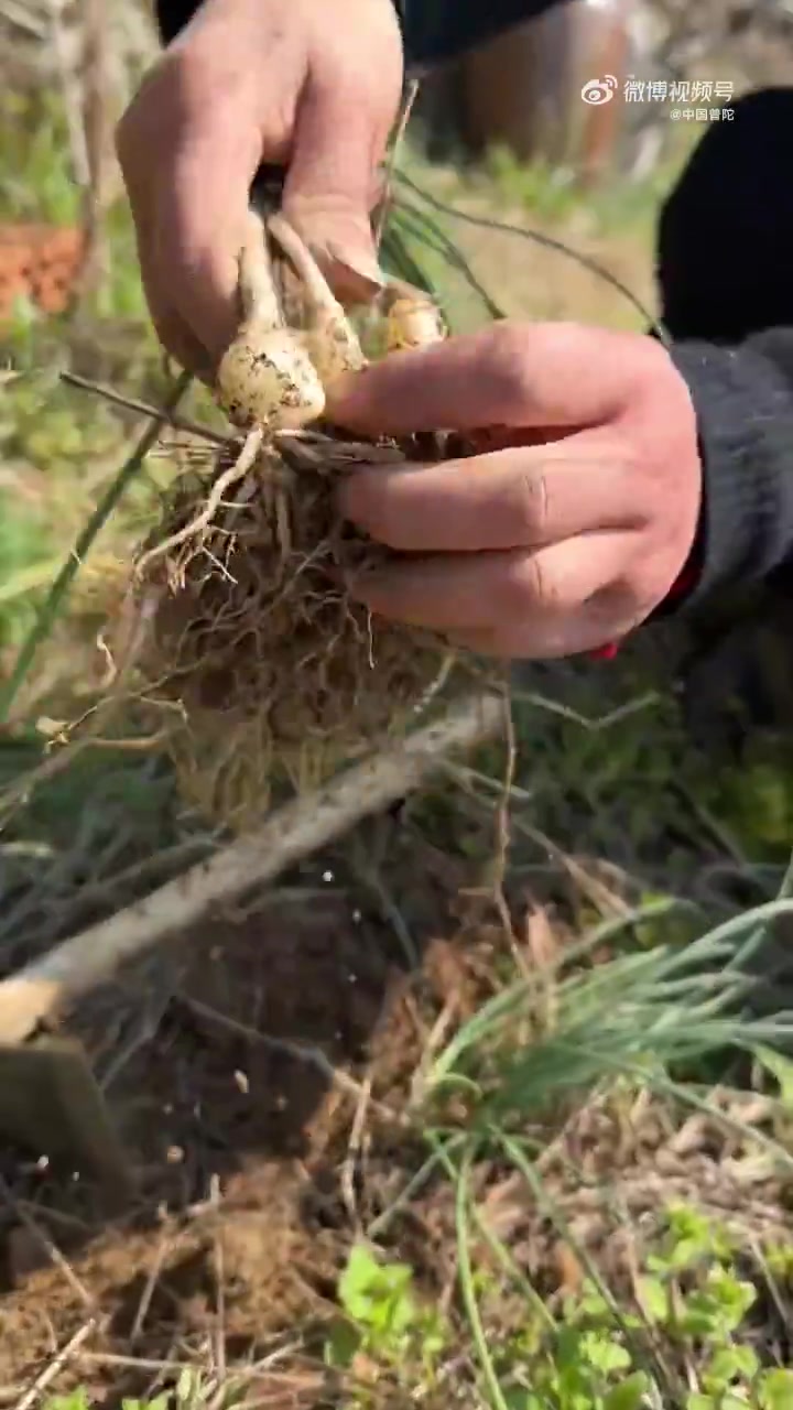 「舟山春日野菜指南|大自然的鲜味密码」春天来舟山,可别错过这些藏在山野间的美味野菜。大片鲜
