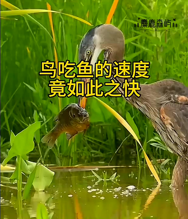 鸟吃鱼的速度竟如此之快!