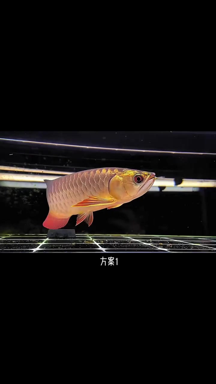 鱼缸水黄怎么办?养鱼小知识 观赏鱼世界