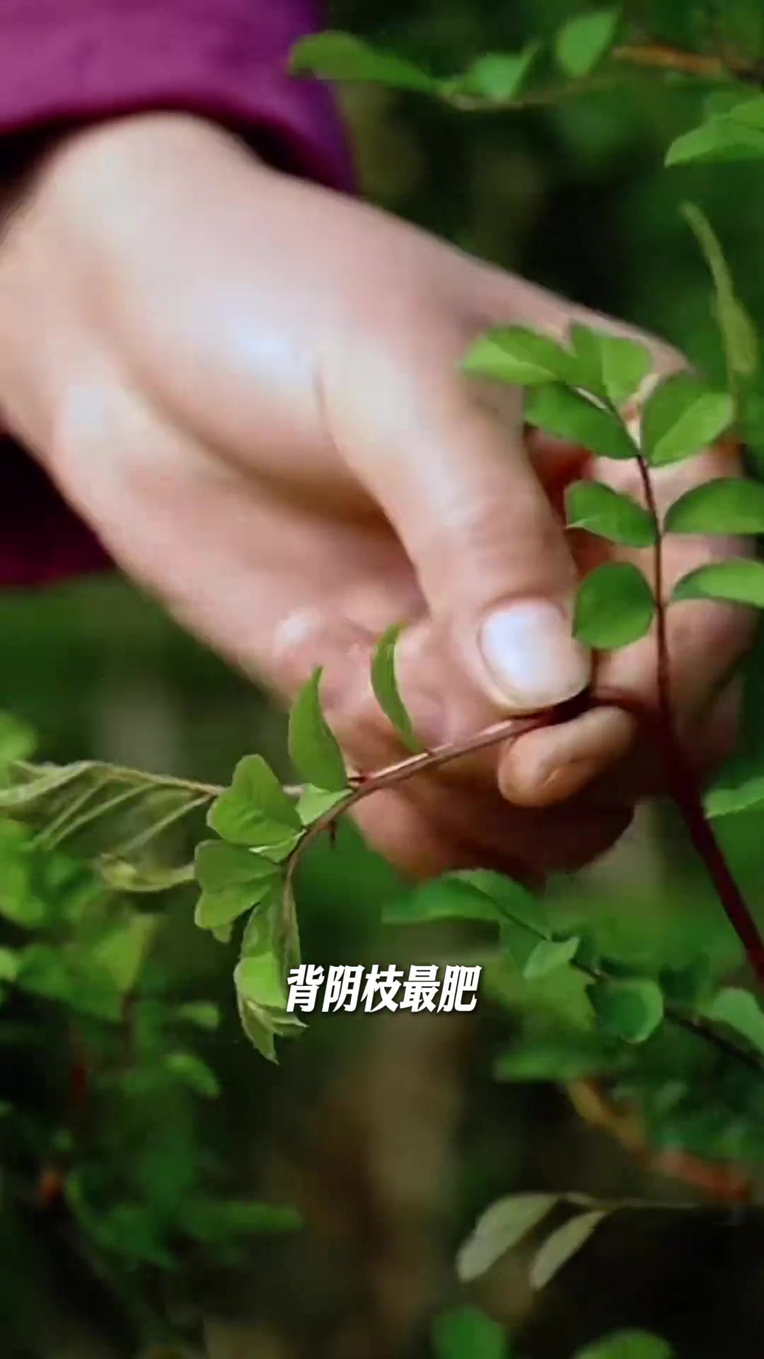 春季美食,乡村野菜采摘,刺梨尖的独特风味