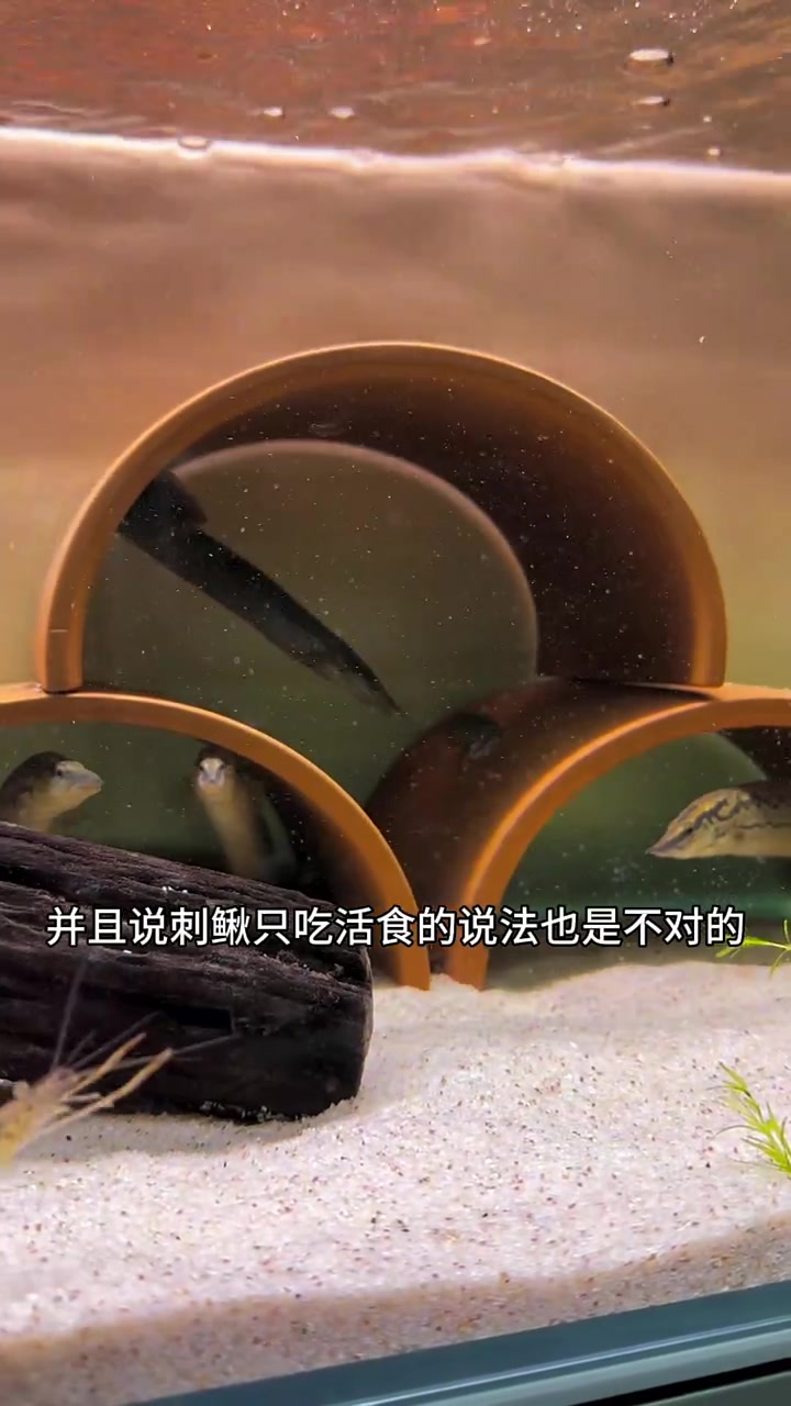 刺鳅怎么喂,首选河虾,营养丰富捕食画面解压