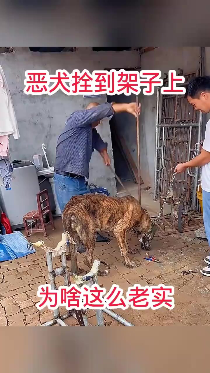 恶犬为何被架子束缚?老表的秘密与狗的反常表现揭秘