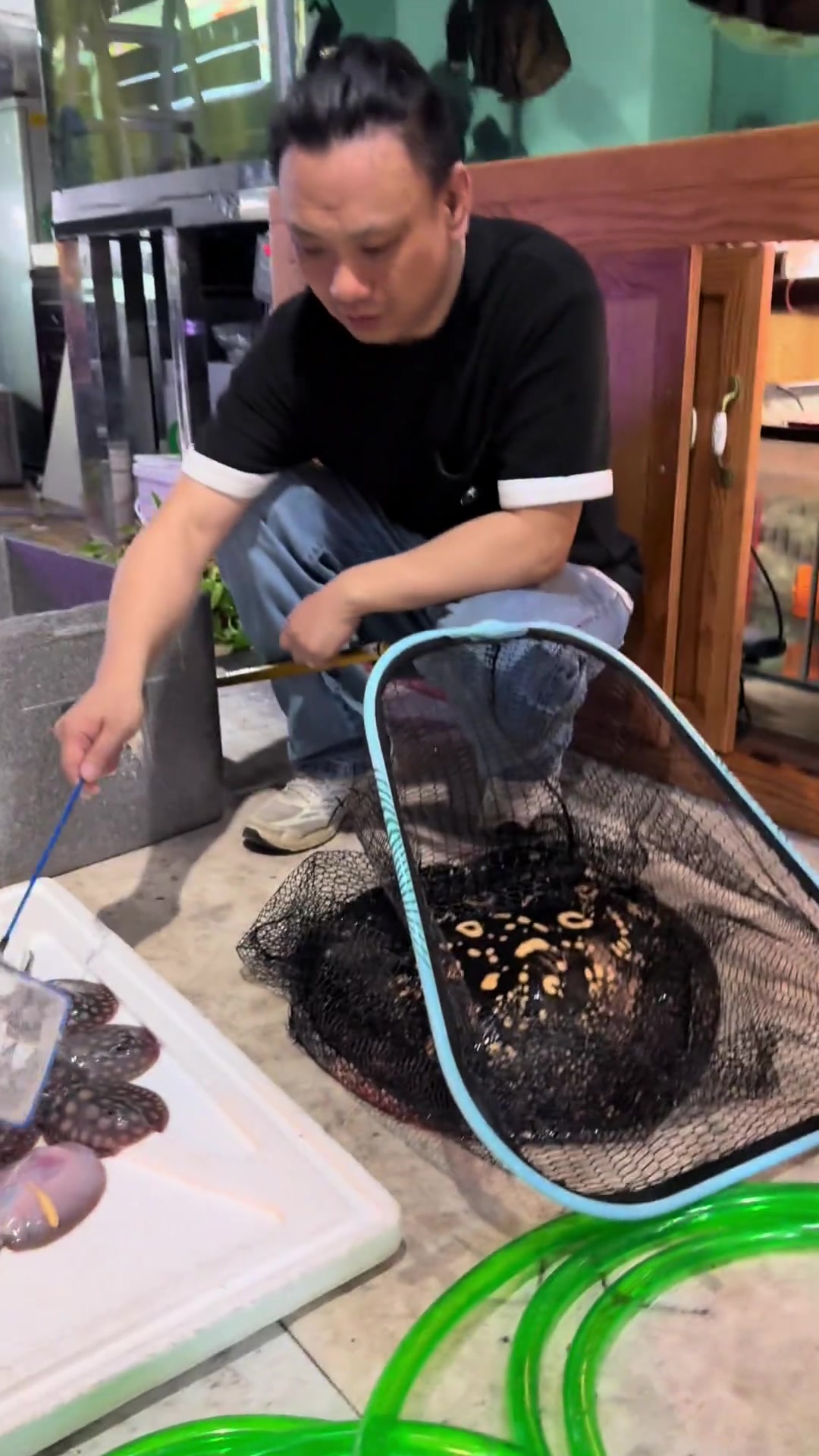 皇冠魟鱼爱好者注意,外观颜色相似,仍需谨慎防骗