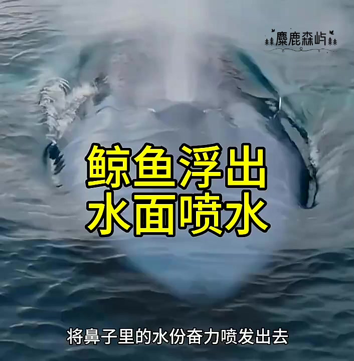 鲸鱼浮出水面喷水!