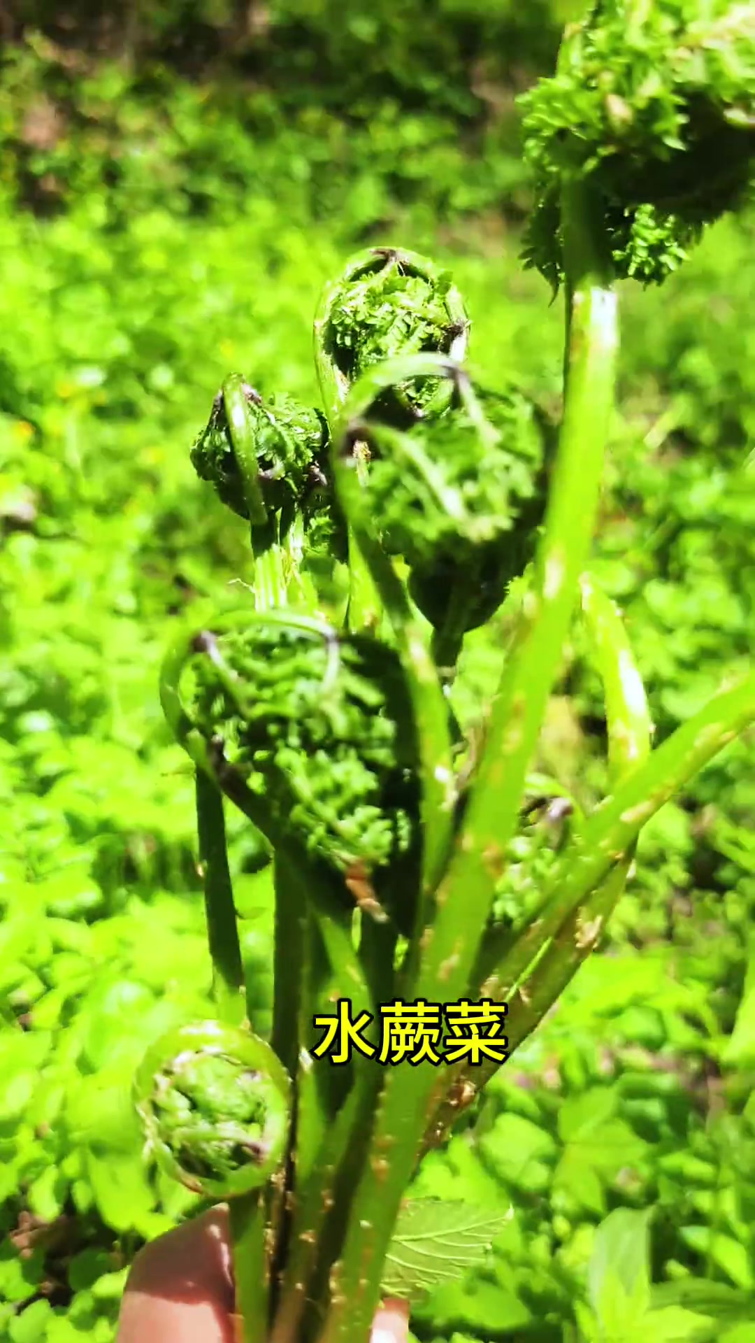 东北山里野菜多,你认识几个