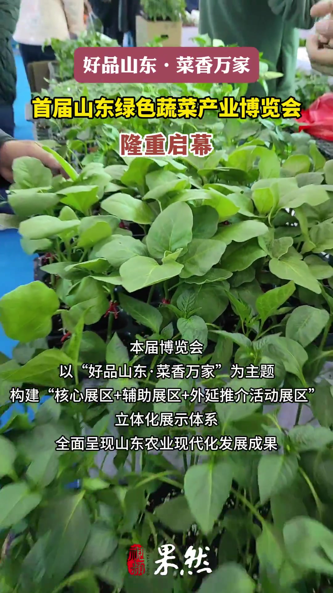 果然视频|首届山东绿色蔬菜产业博览会在临沂兰陵县启幕
