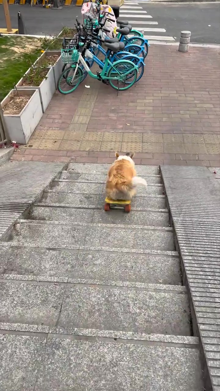 带尾巴的柯基