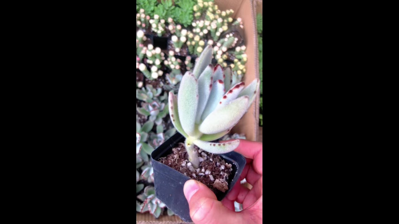 毛茸茸的多肉植物,月兔耳