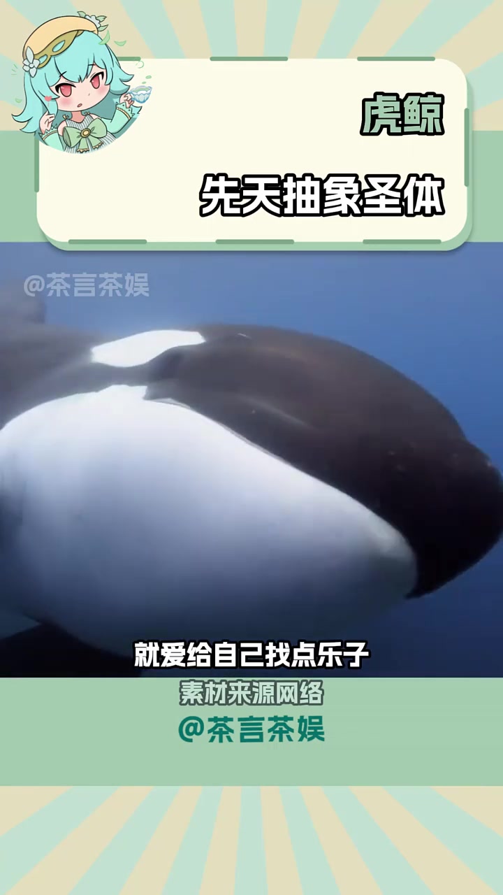 这种黑白配色的动物是不是都爱搞点抽象 虎鲸 海洋 抽象 动物