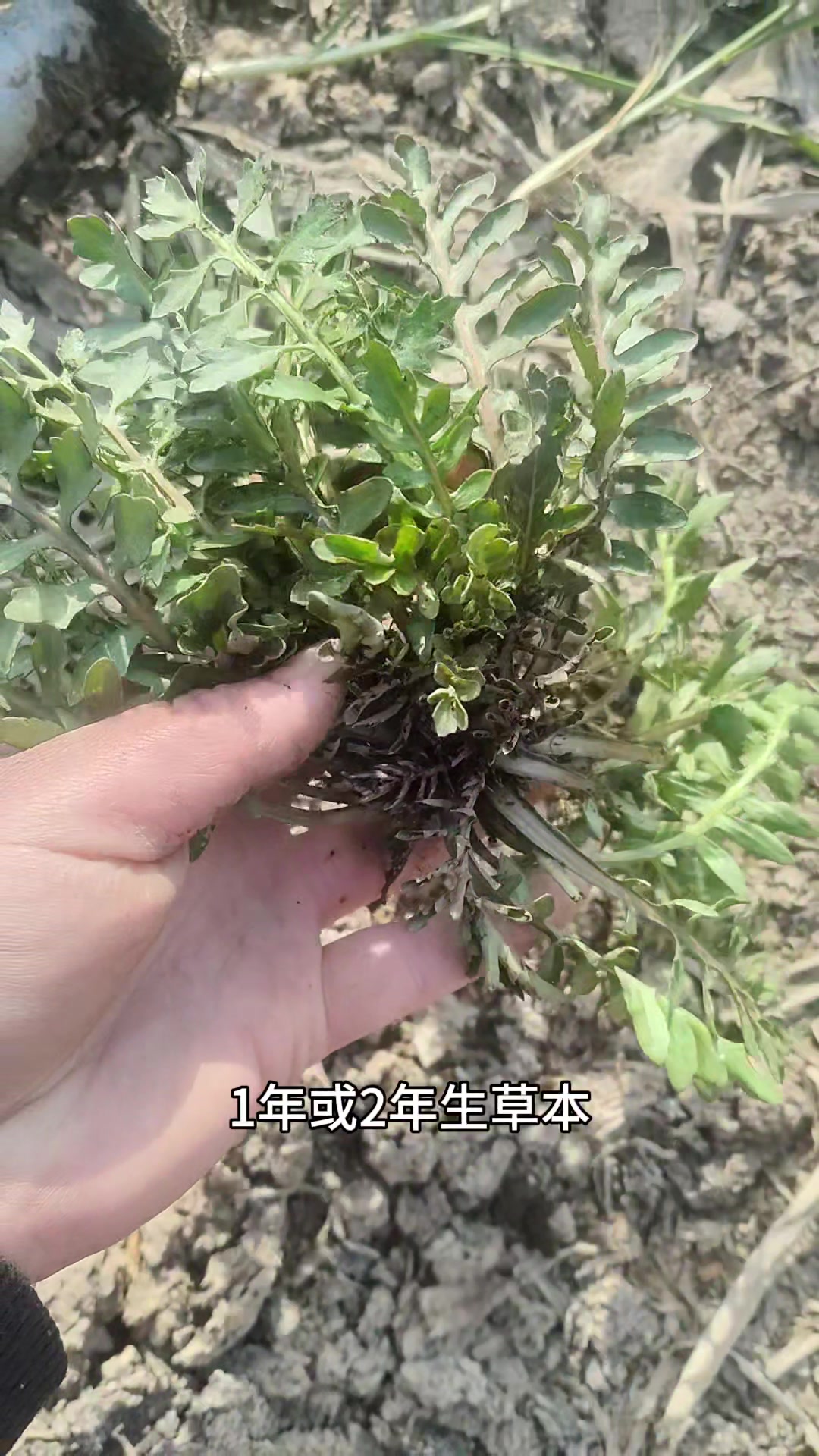 又到吃这个野菜的季节了,形似荠菜,有辣味,价值很高,来看看