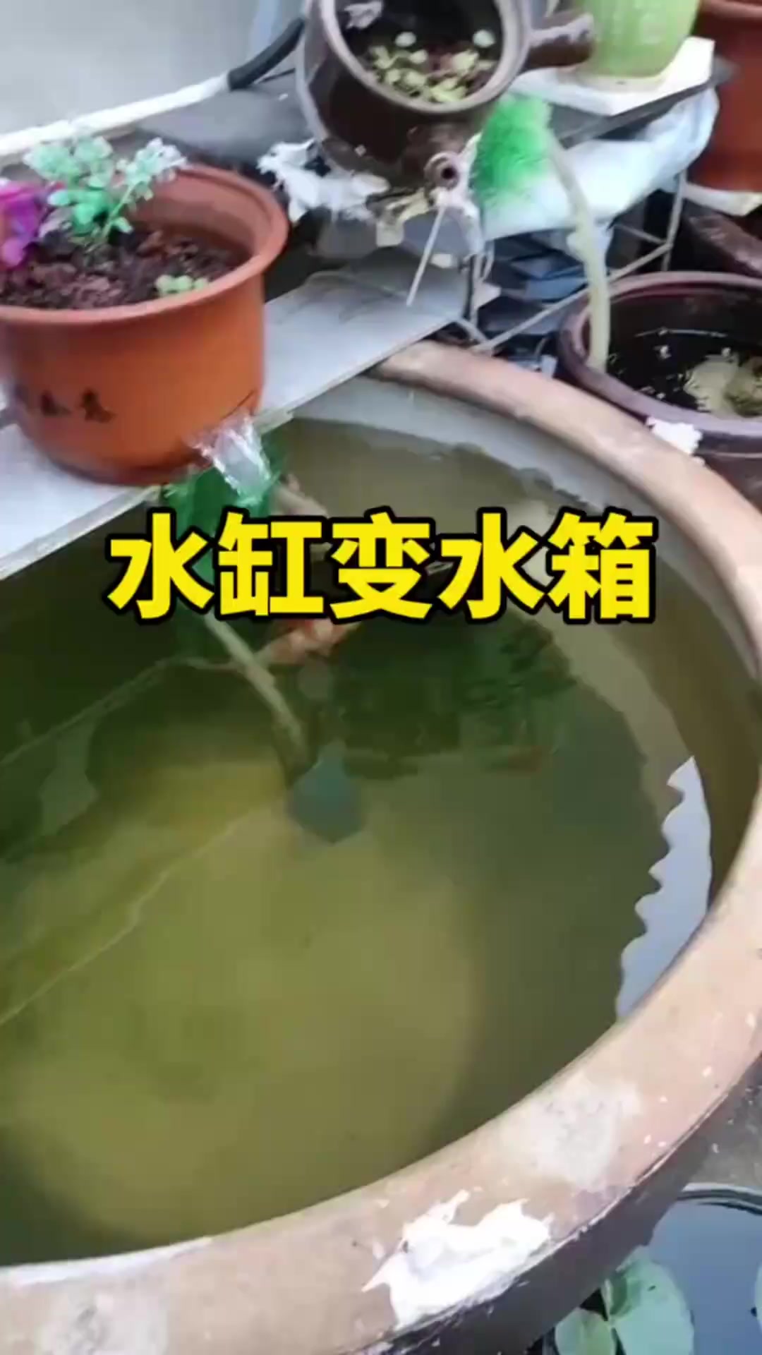 老表巧手改造闲置水缸,变身鱼缸惊艳家居生活!