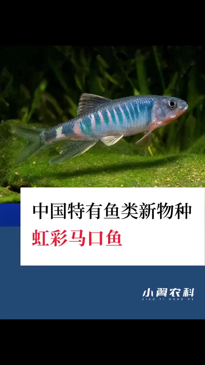 我国发现新鱼种,还是特有物种!网友:真好看