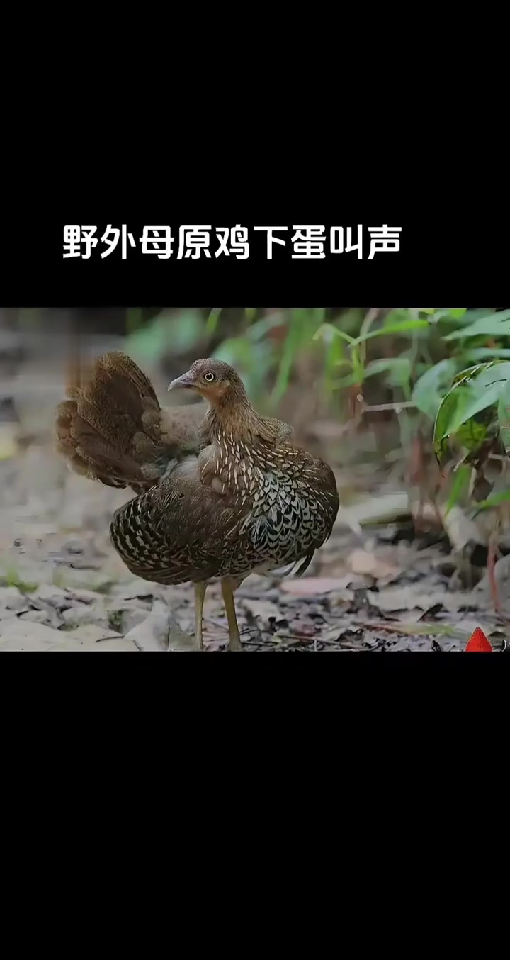 母鸡下蛋的叫声