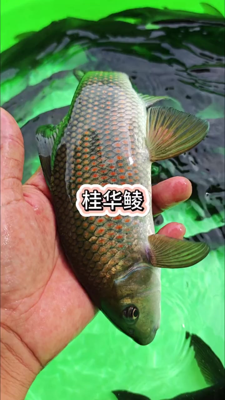 桂华鲮沉香鱼,广西原生鱼