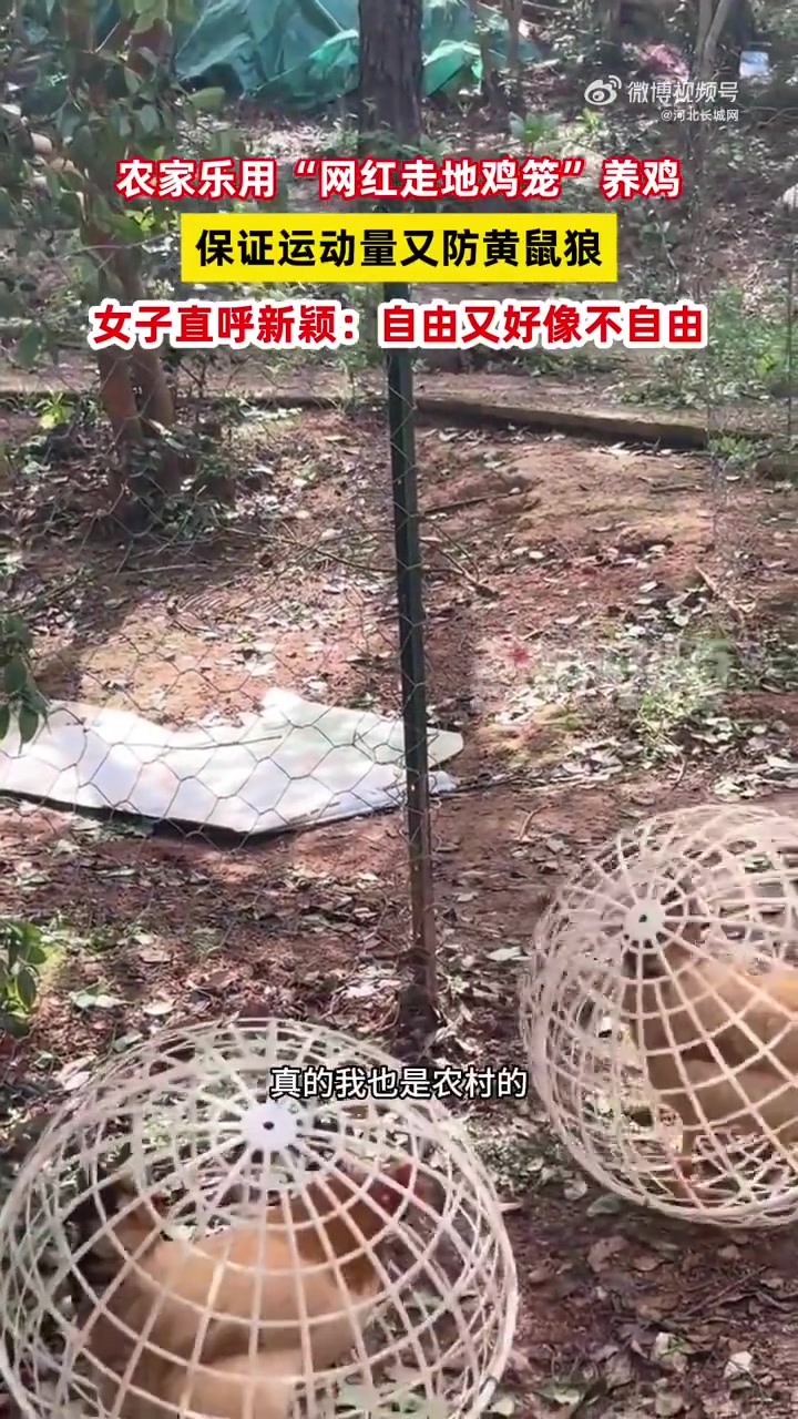 4月13日,湖南。农家乐用“网红走地鸡笼”养鸡,保证运动量又防黄鼠狼,女子直呼新颖:自由又