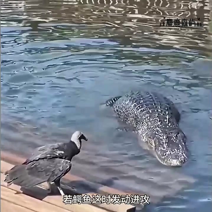 胆大的小鸟,居然敢站在鳄鱼眼前看风景!