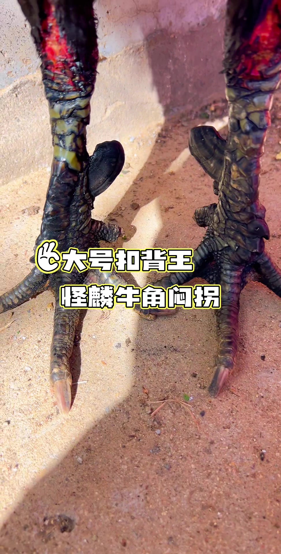 大号牛脖子独麟怪脚斗鸡