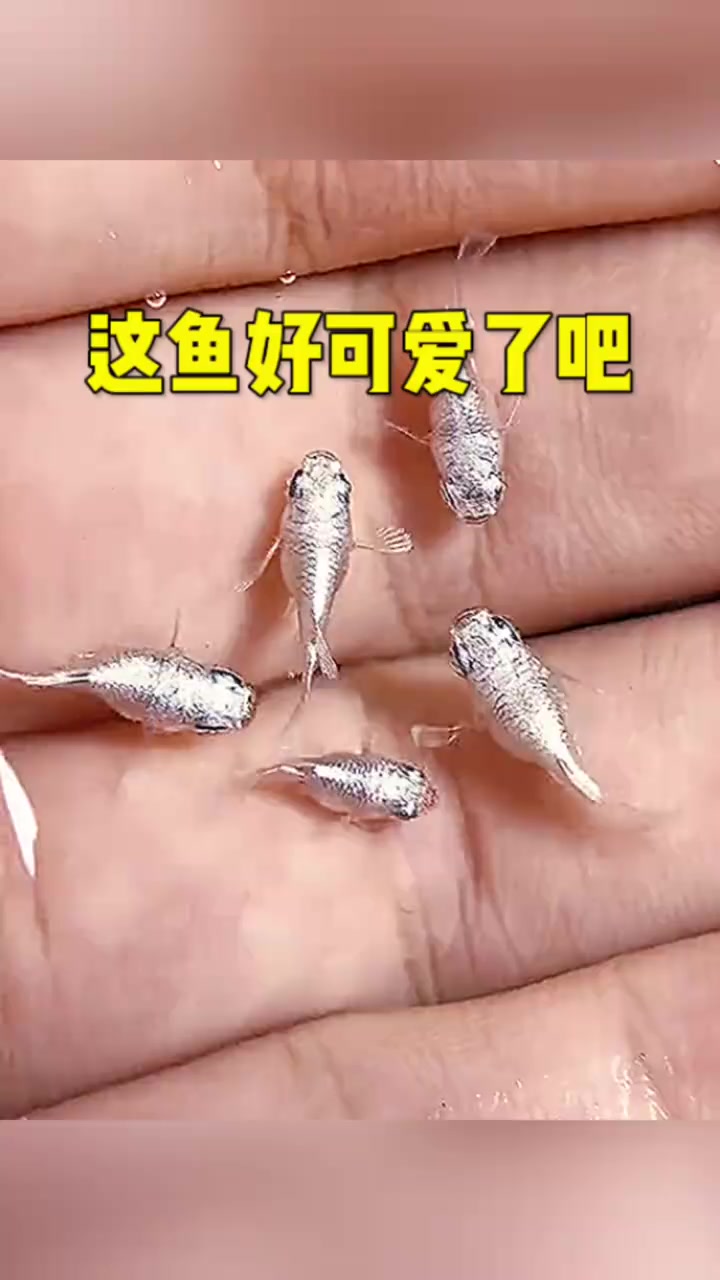 奇特银色鱼类探秘,长相吸引你见过吗?