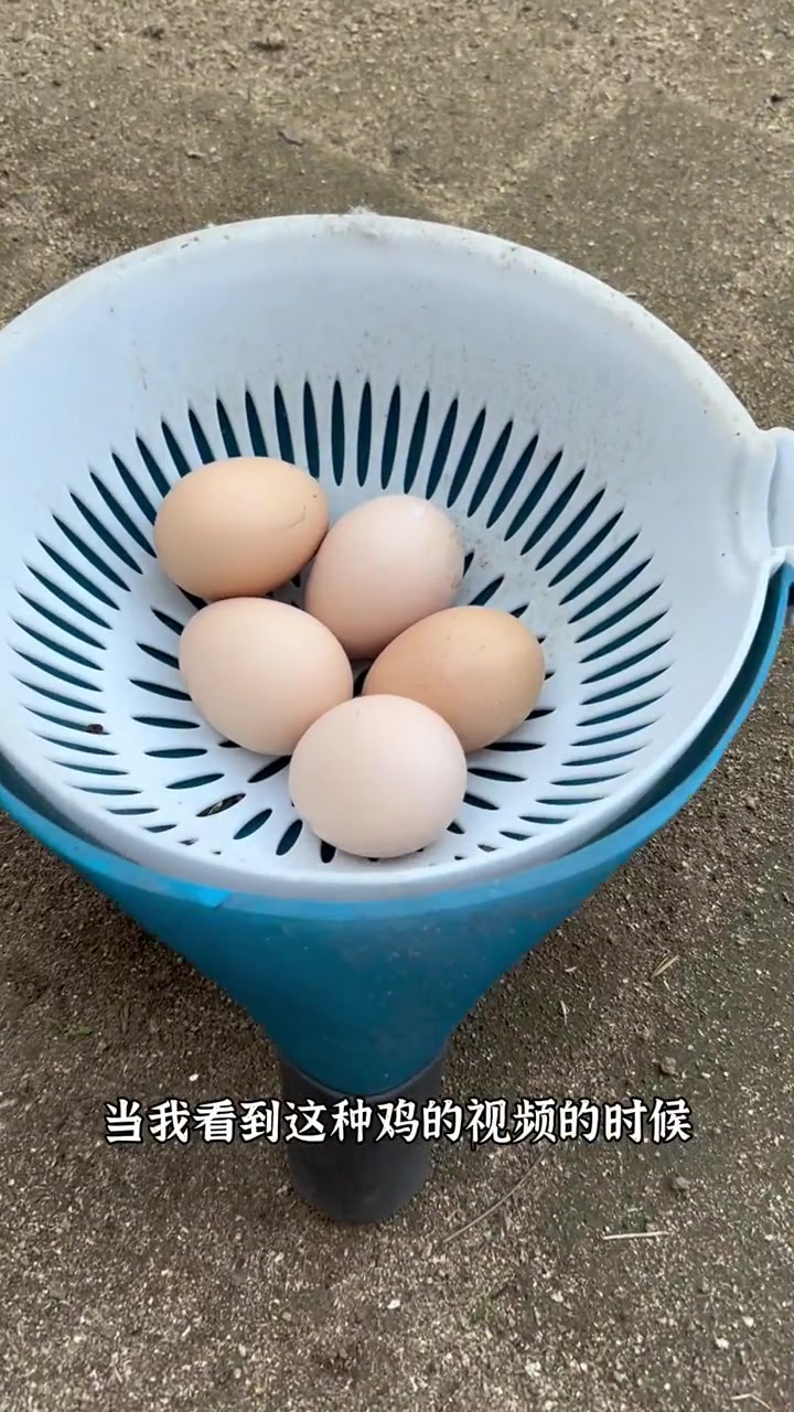 世界上最胖的鸡你见过吗?我将要孵化巨型科钦球鸡啦!