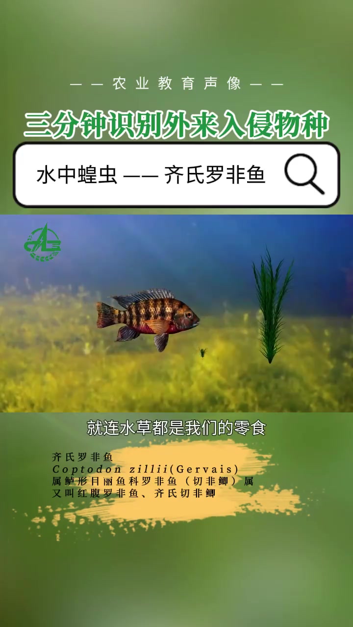齐氏罗非鱼——水中蝗虫