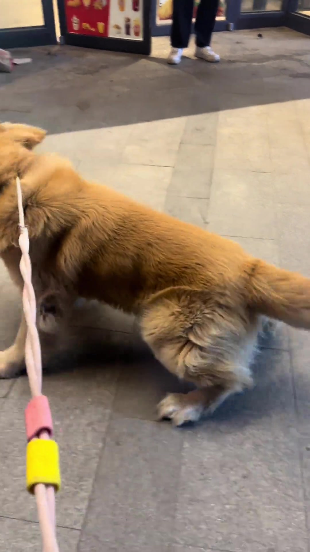 肯德基头号粉,不养狗不知道养狗的乐趣