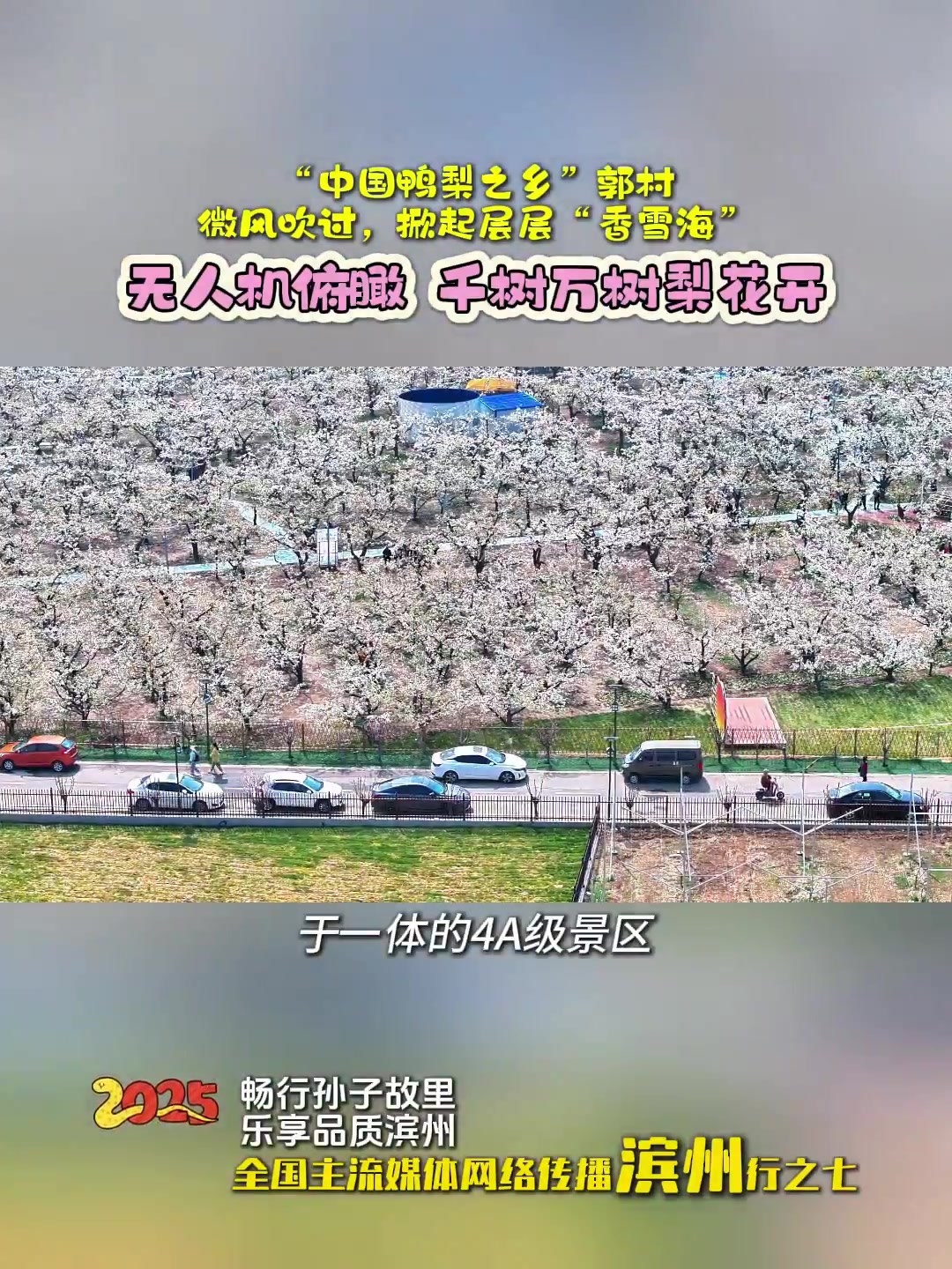 “中国鸭梨之乡”郭村,无人机俯瞰,千树万树梨花开
