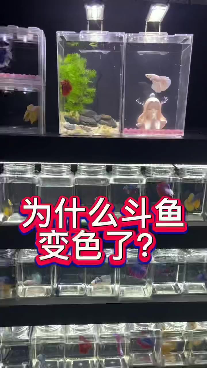 为什么泰国斗鱼变色了,纯白的婚纱鱼变成了粉色,是洗色了吗?
