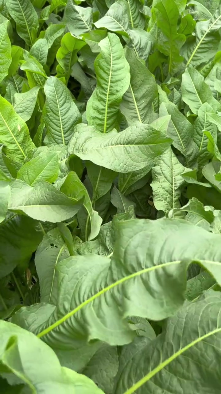 你认识“大叶蛋白芽”、“食叶草”吗?它就是高产牧草鲁梅克斯,作为高蛋白牧草替代豆粕,种植简