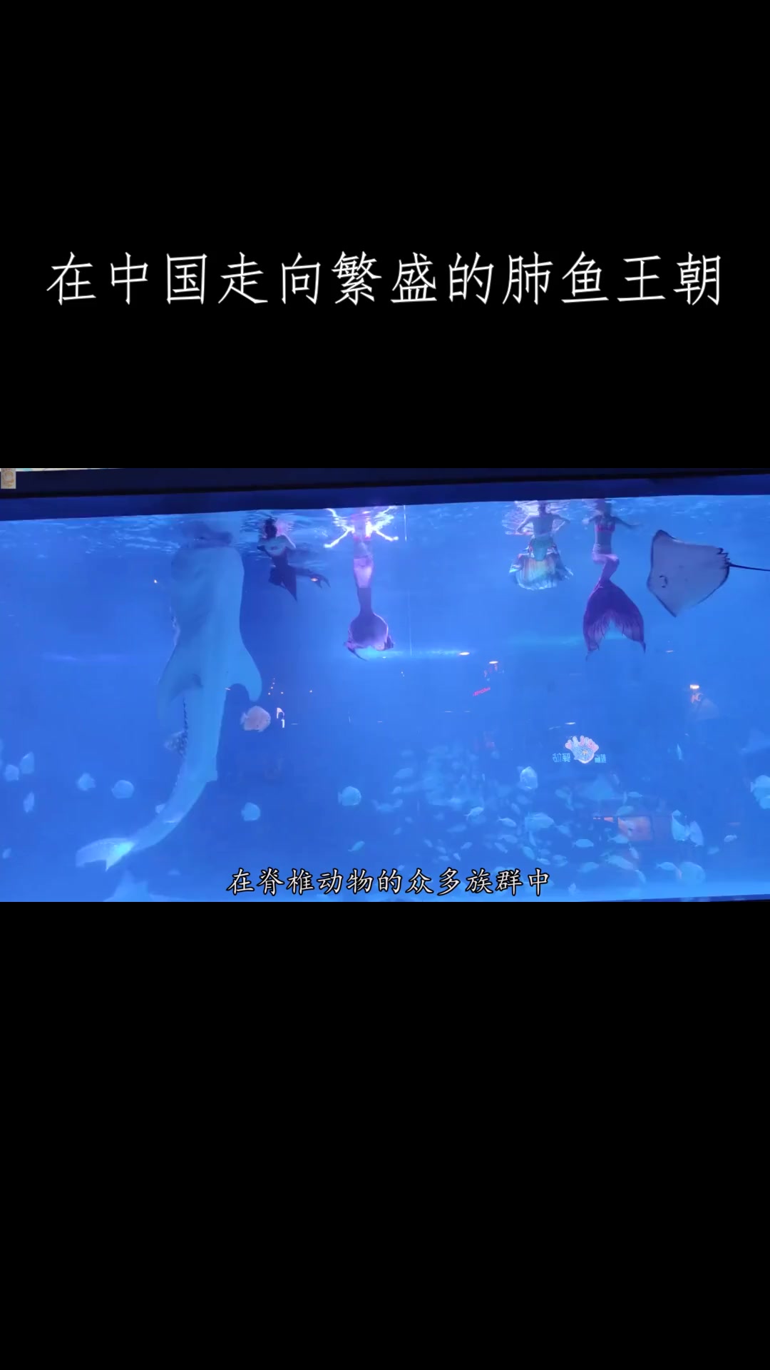 在中国走向繁盛的肺鱼王朝