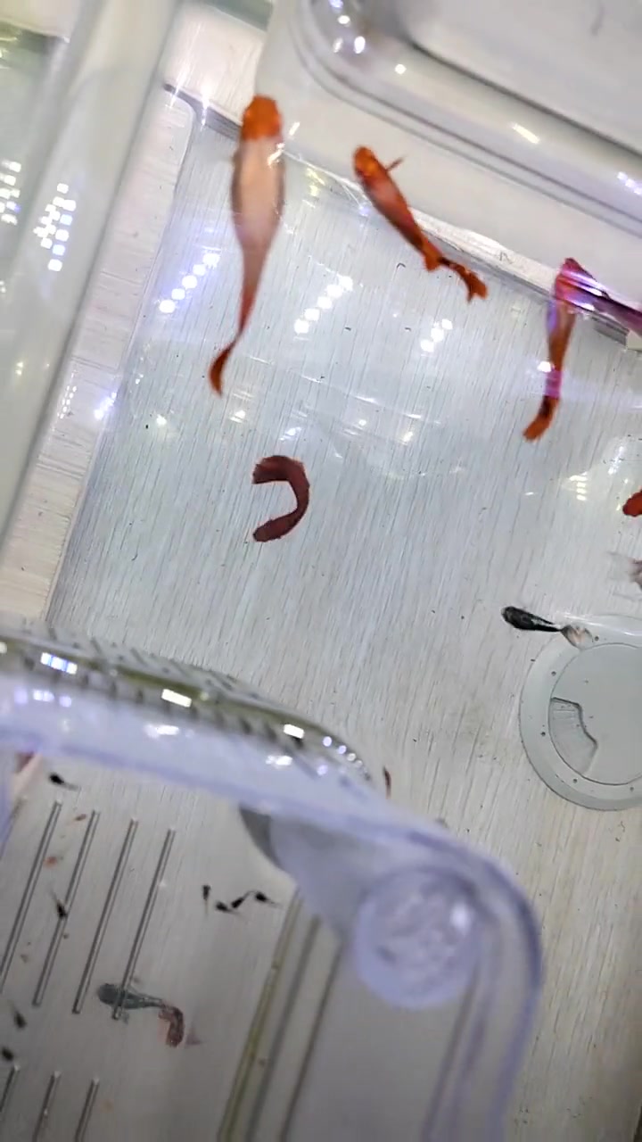 我家的红运当头热带鱼下崽儿了