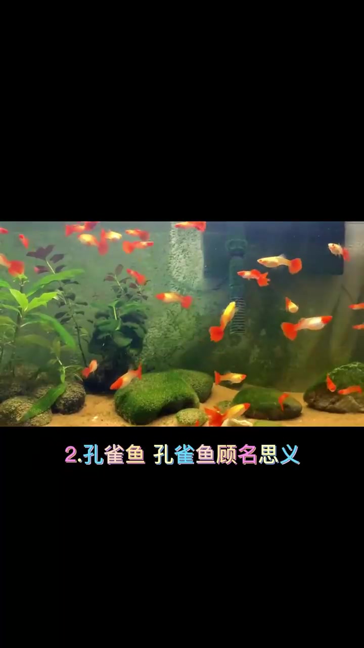 养鱼养那些鱼旺财?