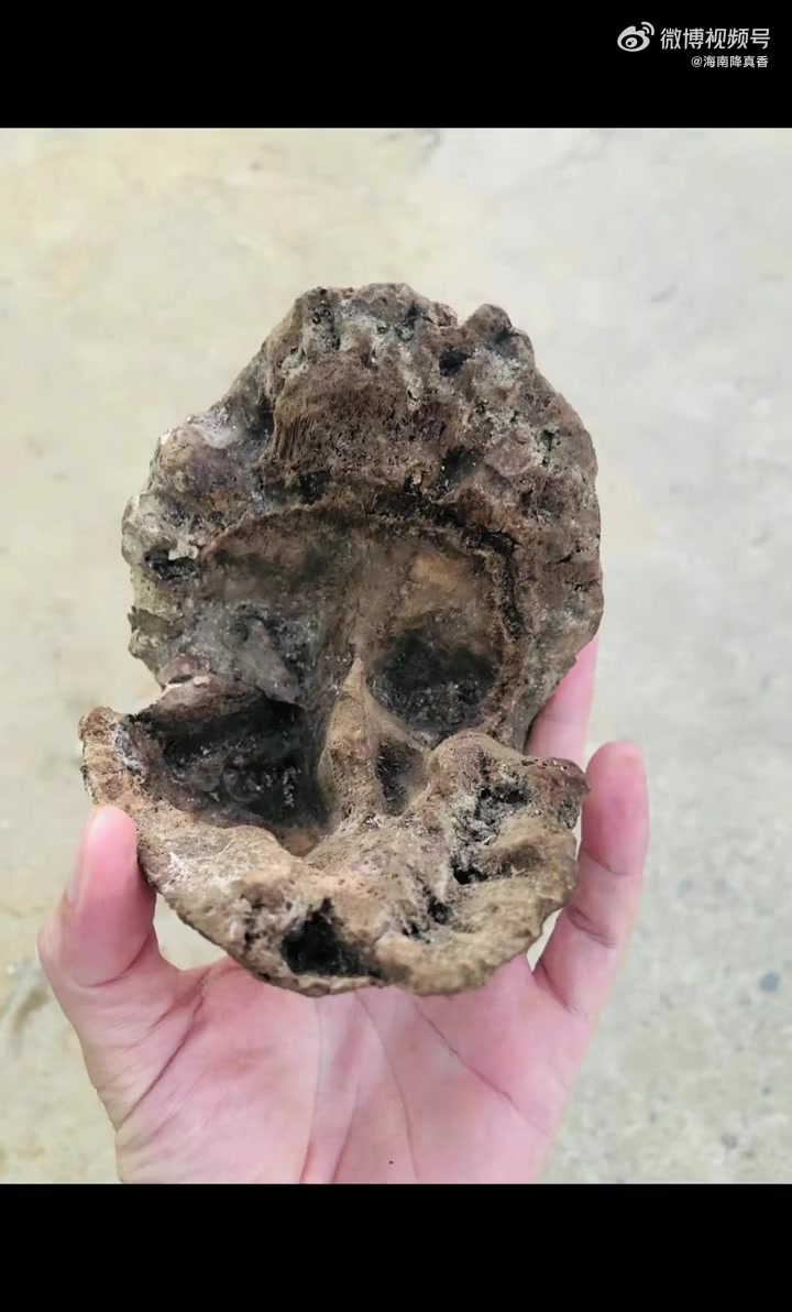 沉香,下气、补肾、定霍乱之心痛冯辉冯辉海南降真香冯辉降真香降真香海南降真香沉香奇楠海南沉香