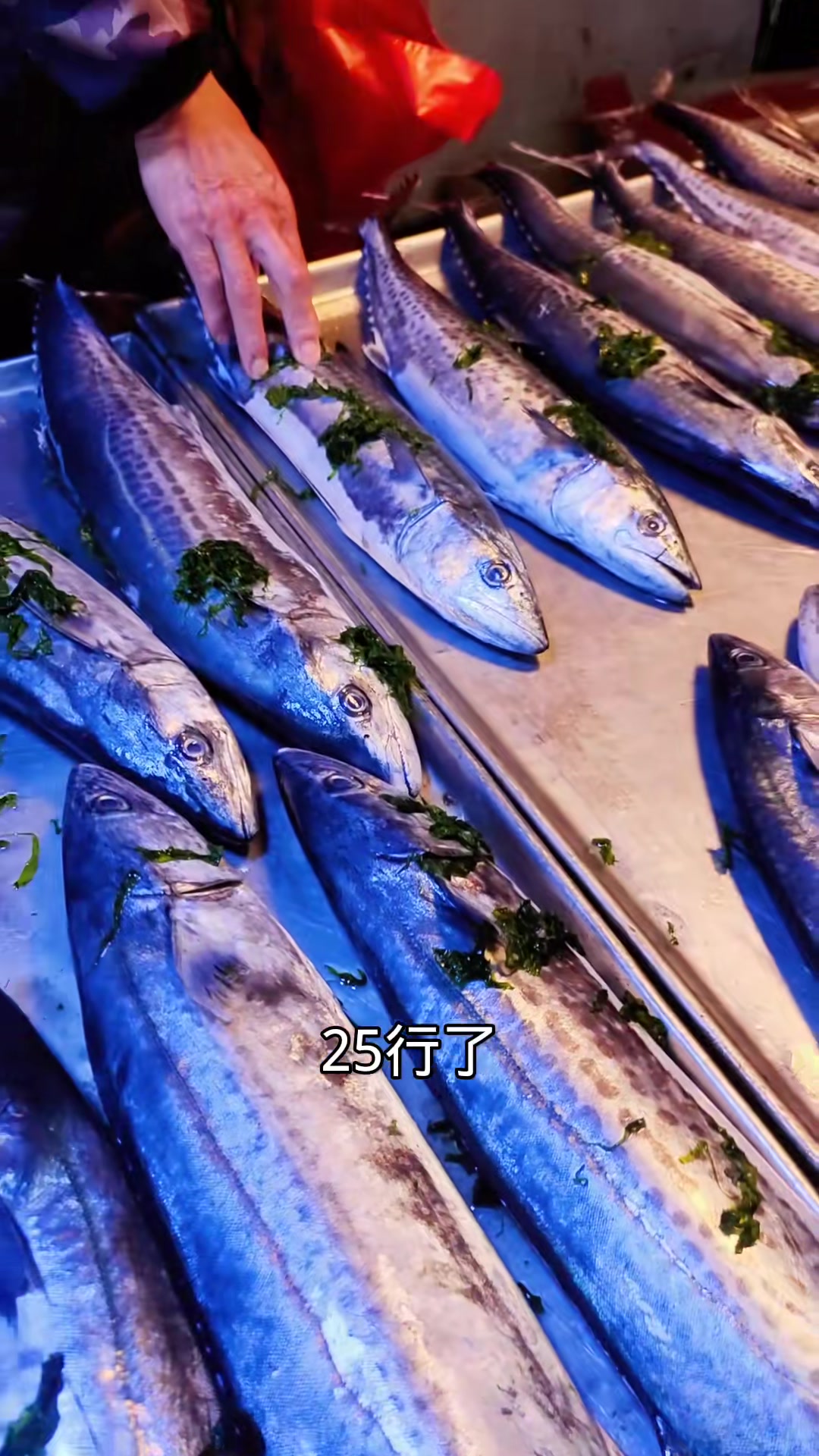 青岛早市探访:48.5元一条的鲅鱼,多少钱一斤?