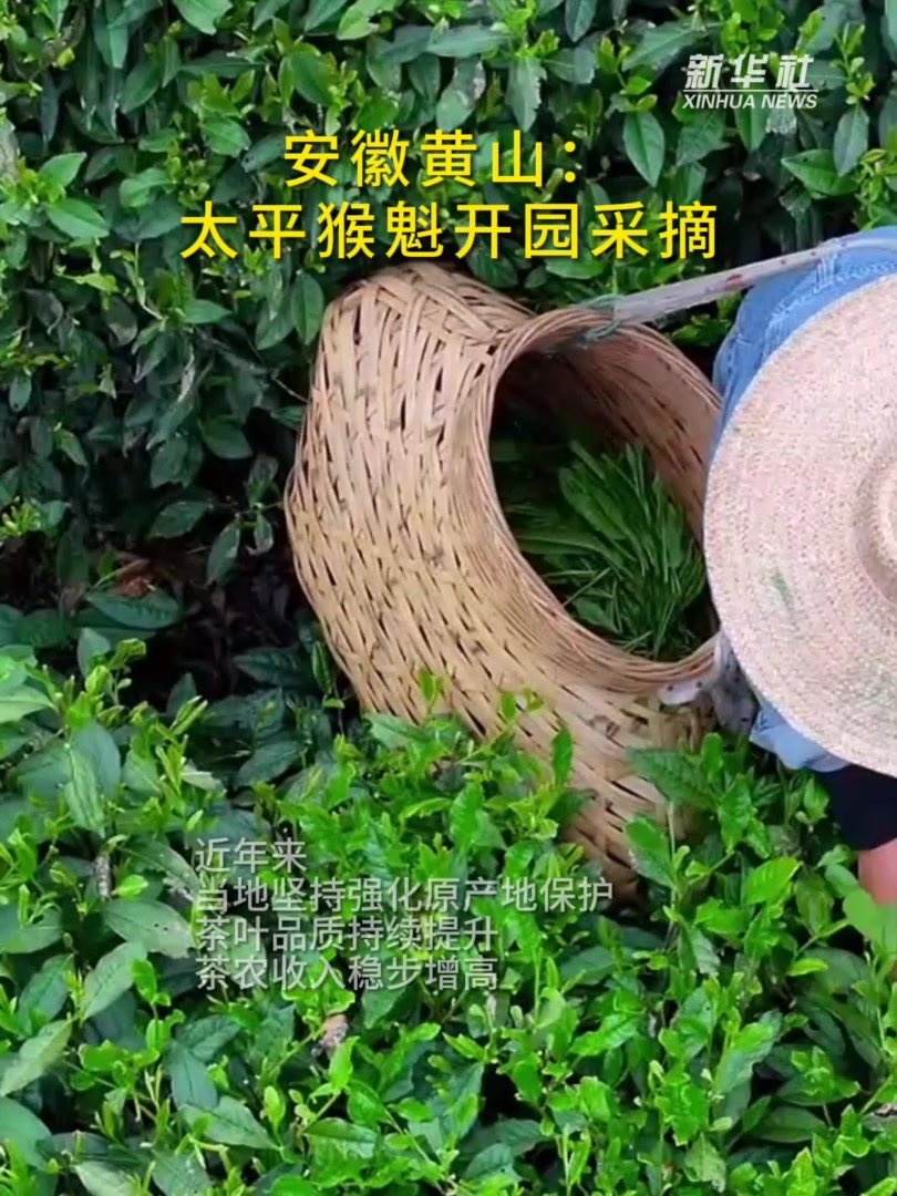安徽黄山:太平猴魁开园采摘