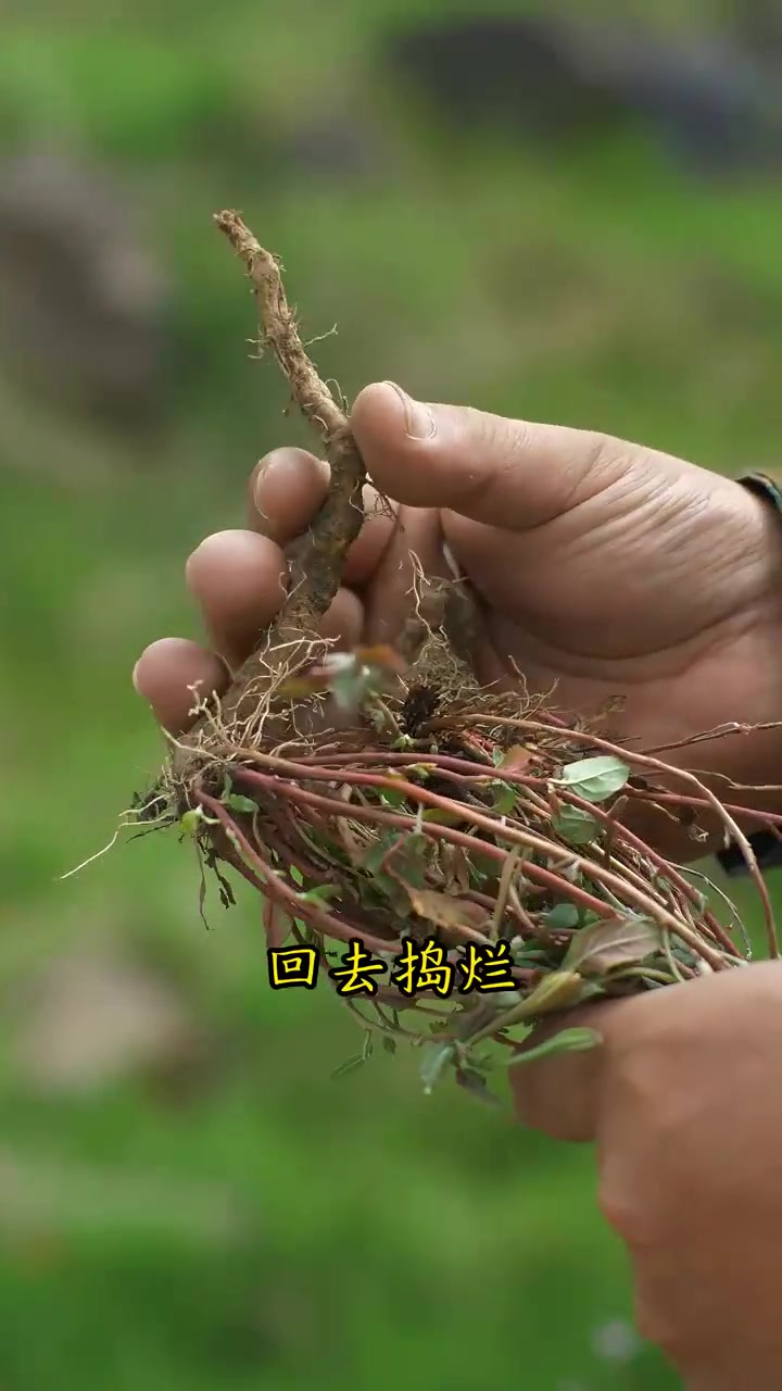 粉色月见花,一种对女性朋友很友好的植物,快来认识一下!