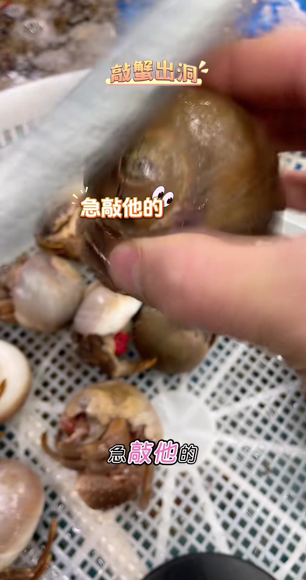 虾怪寄居蟹正确的打开方式应该是这样的!